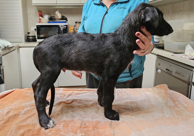 Breeder Gallery Large Image