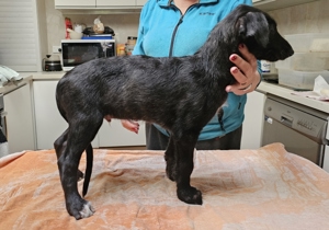 Breeder - Mr Stephen Gendle