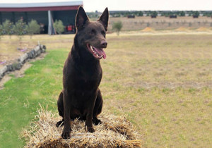 Breeder - Mrs Fiona Scott