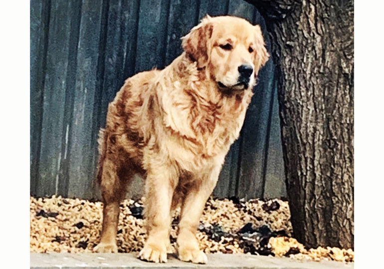 Breeder - Mr Goldenpatch  Golden Retrievers