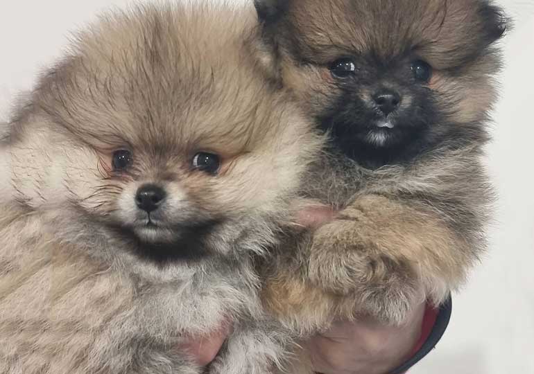 Breeder Gallery Large Image