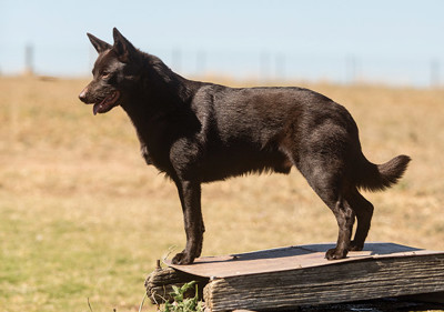 australian_kelpie