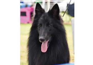 Breeder - Ms Jenine Glenn