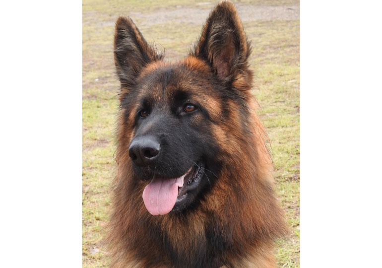 Breeder Gallery Large Image