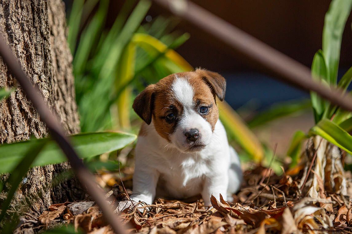 Breeder Gallery Large Image