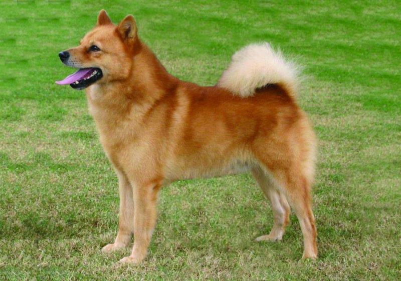 Finnish Spitz edit