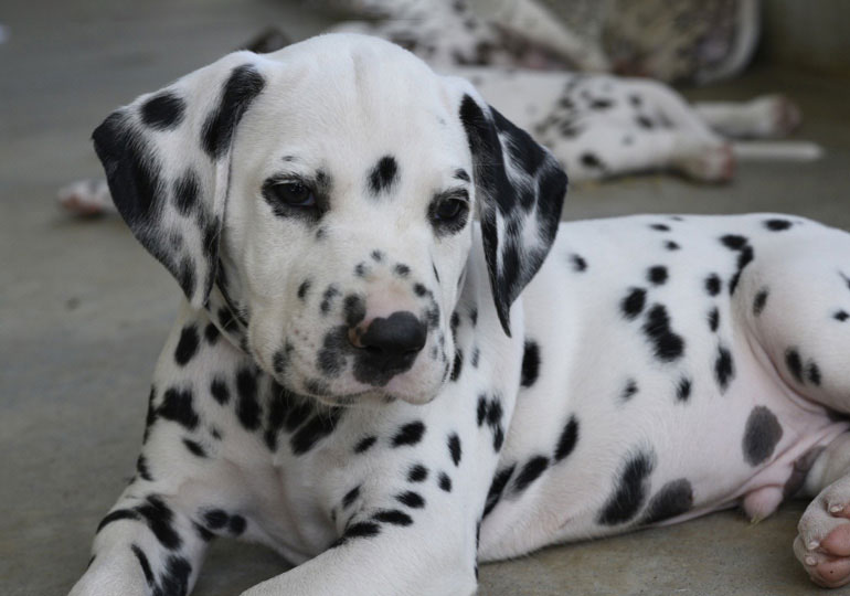 Breeder Gallery Large Image