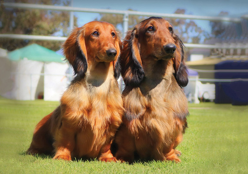 Breed Standard - Dachshund Standard Long Haired & Miniature Long Haired