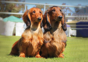 dachshund_standard_long_haired___miniature_long_haired