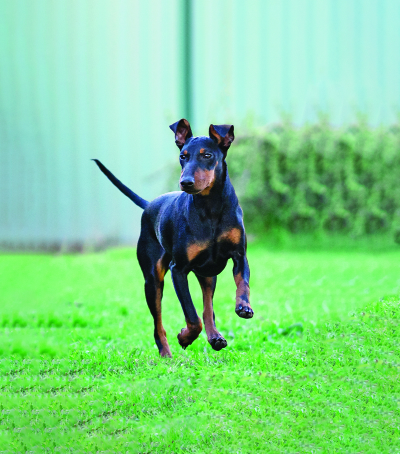 2. Ch Southgate Bella Nova. Submitted by Dianne Hull. Photography by Christof Brandon