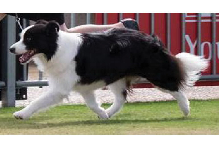 Breeder Gallery Large Image