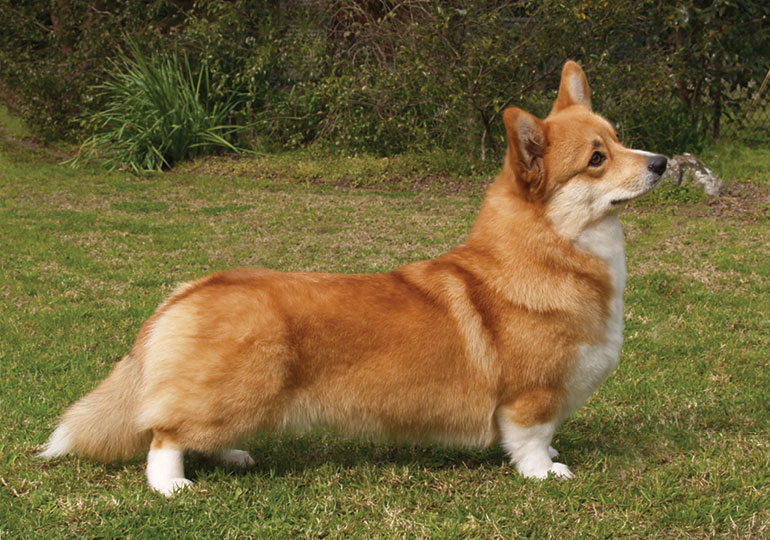 welsh_corgi__pembroke_