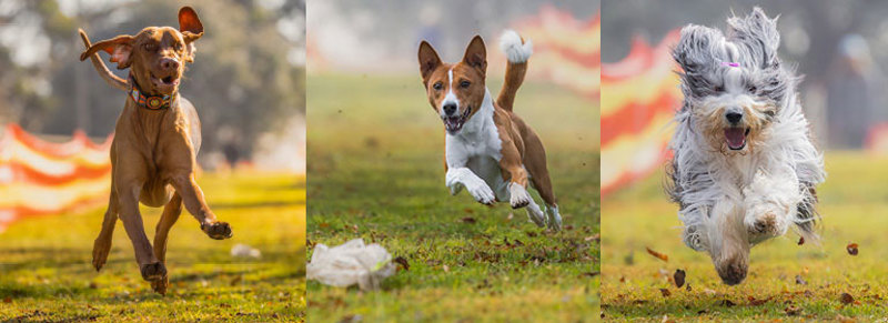 770-x-280-template-sprintdog