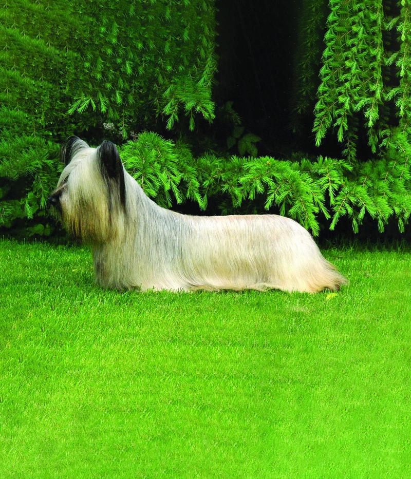 Skye Terrier. www.petpaw.com