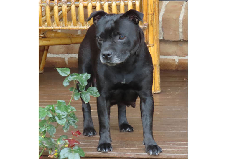 Breeder Gallery Large Image