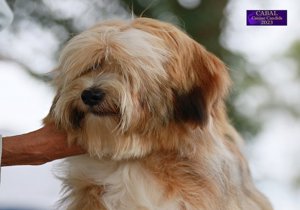 Breeder - Ms Pamela Ellis