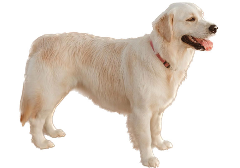 Breeder Gallery Large Image