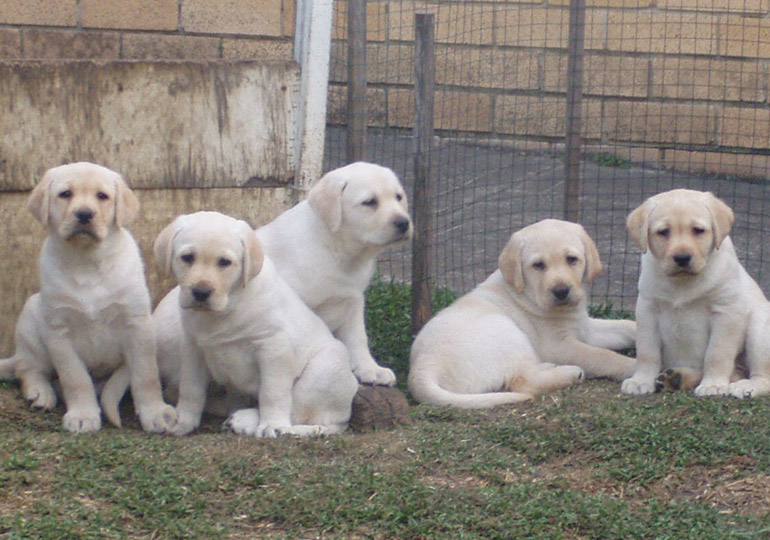 Breeder Gallery Large Image