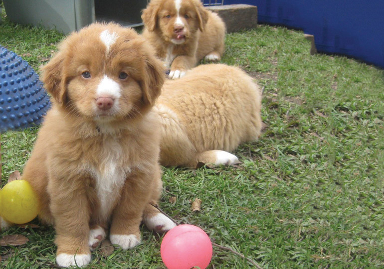 Breeder Gallery Large Image