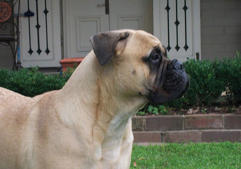 Breeder Gallery Large Image