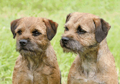 border_terrier