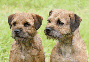 border_terrier