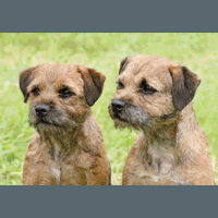 border_terrier