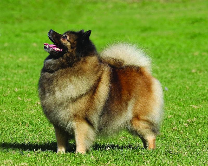 Cabal1