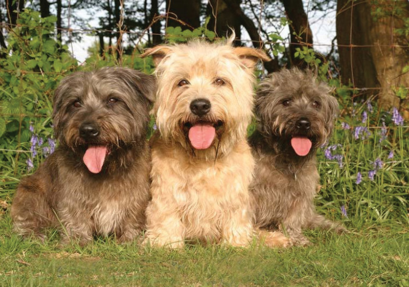 Breed Standard - Glen of Imaal Terrier