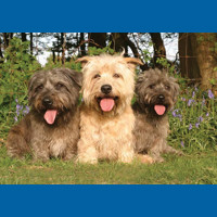 glen_of_imaal_terrier