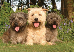glen_of_imaal_terrier