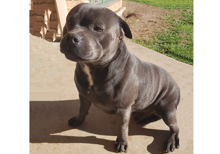 Breeder - Miss Terrye Hall