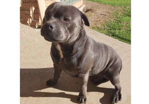 Breeder - Miss Terrye Hall