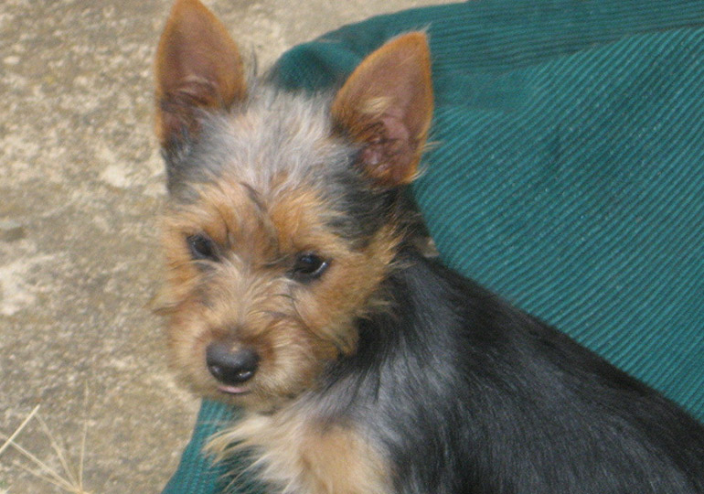 Breeder - Mrs Helen Rowney