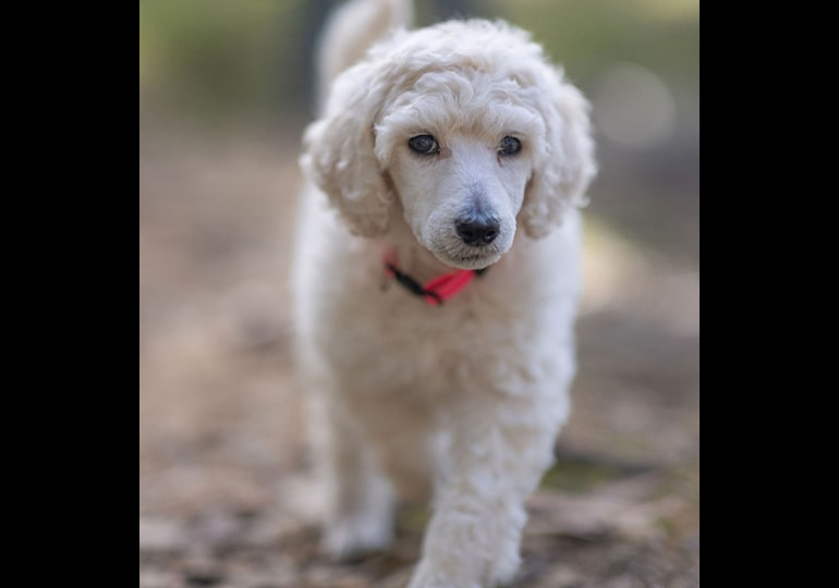 Breeder Gallery Large Image