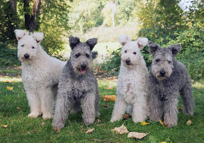 pumi