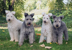 pumi
