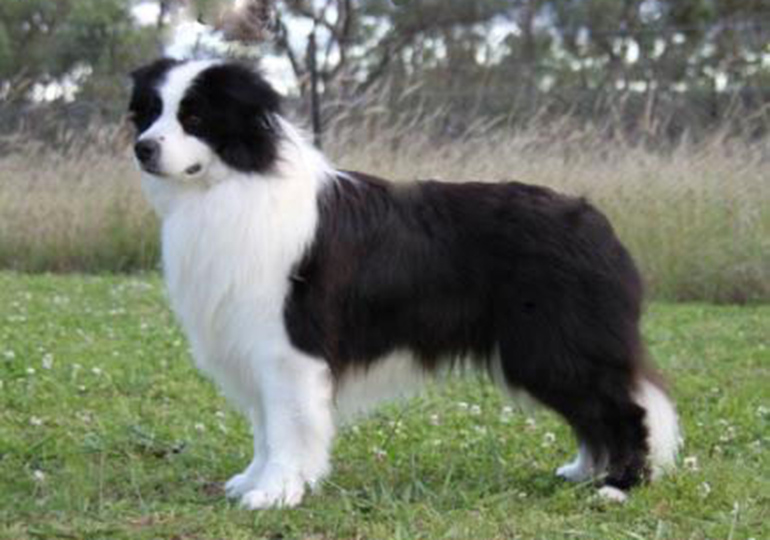 Breeder Gallery Large Image