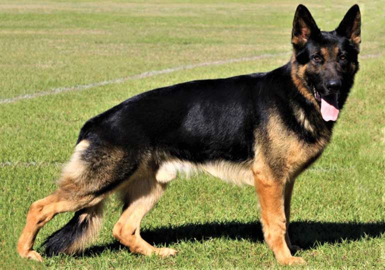Breeder Gallery Large Image