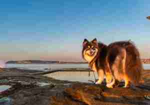Breeder - Mr Tatiana Levin