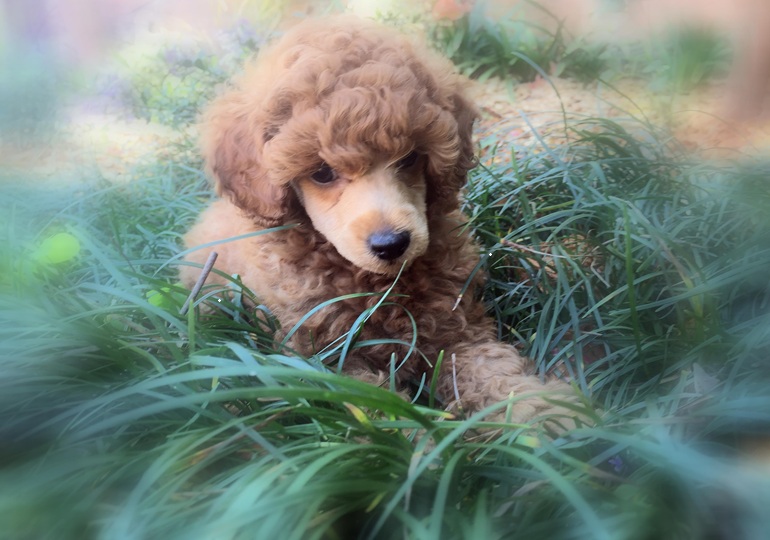 Breeder Gallery Large Image
