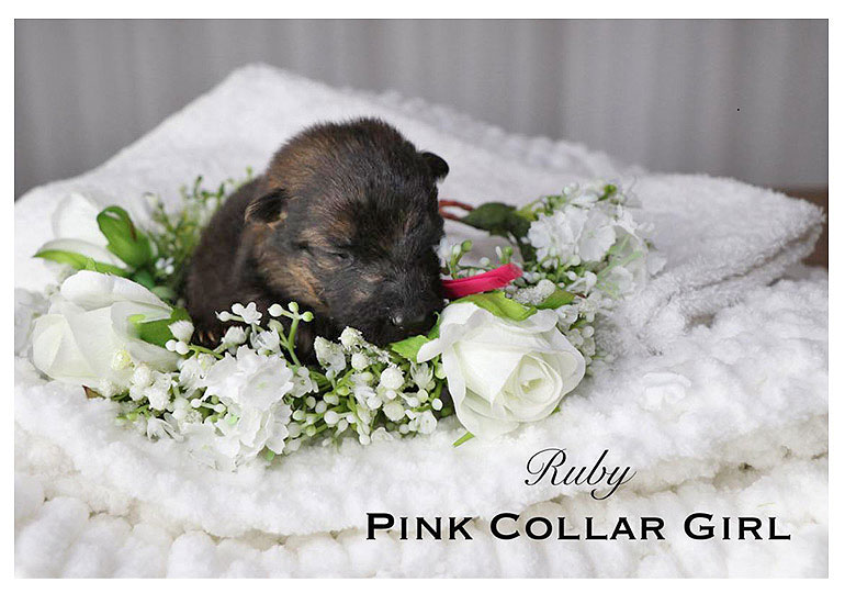 Breeder Gallery Large Image