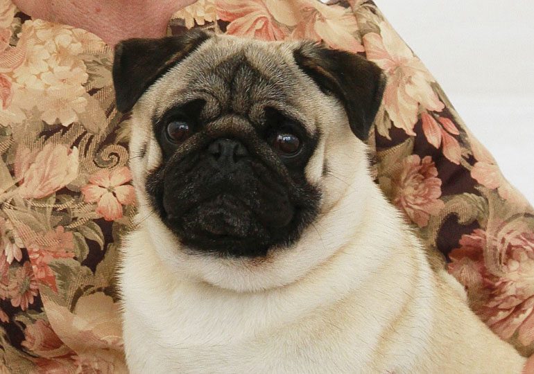 Breeder Gallery Large Image