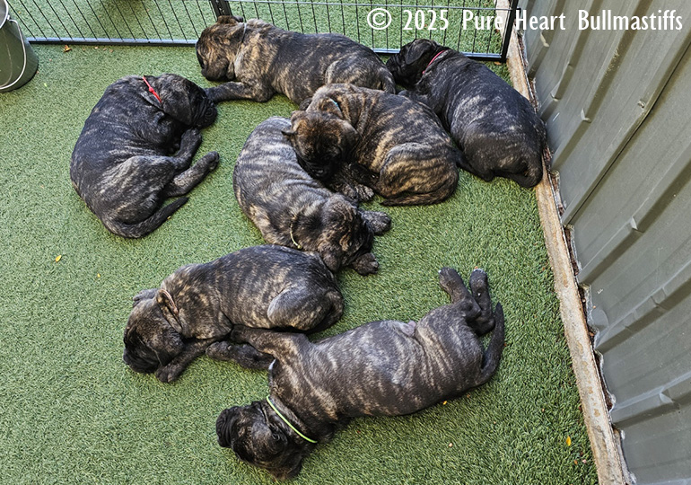 Breeder Gallery Large Image