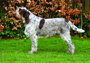 italian_spinone