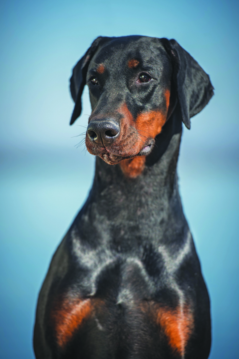 Dobermann head. shutterstock_519652900