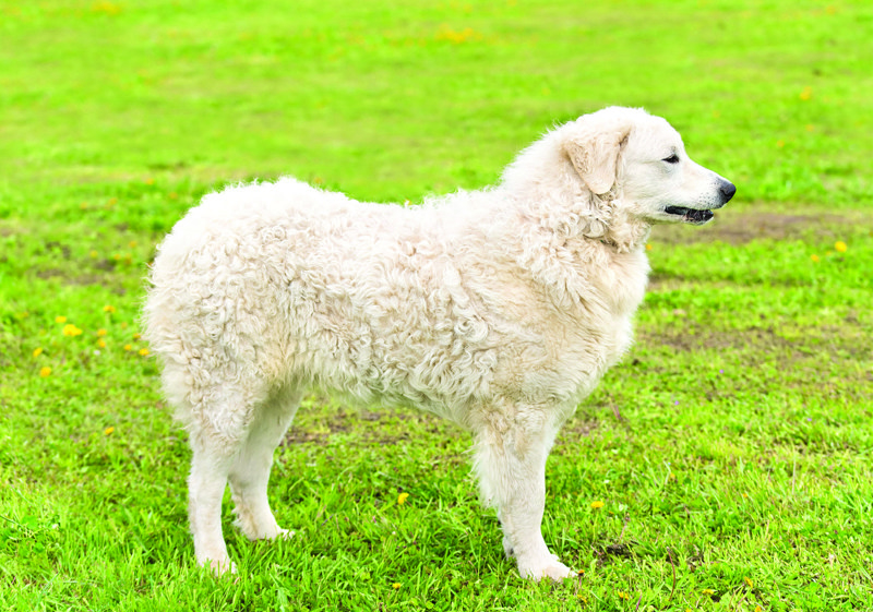 Kuvasz.jpg