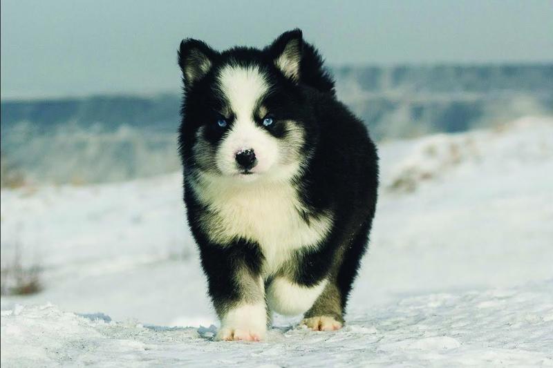 Yakutian Laika puppy