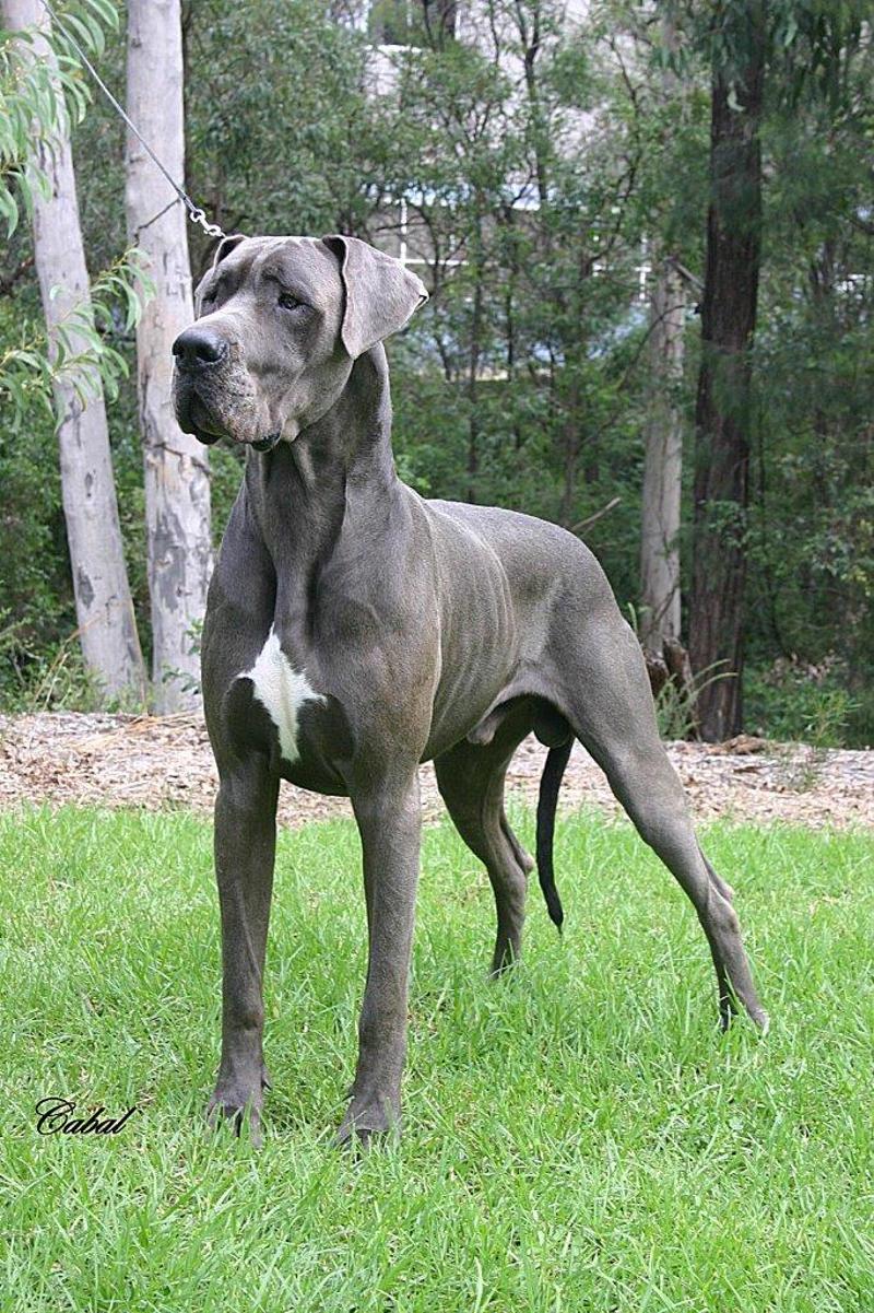 Ladies Kennel Club 019