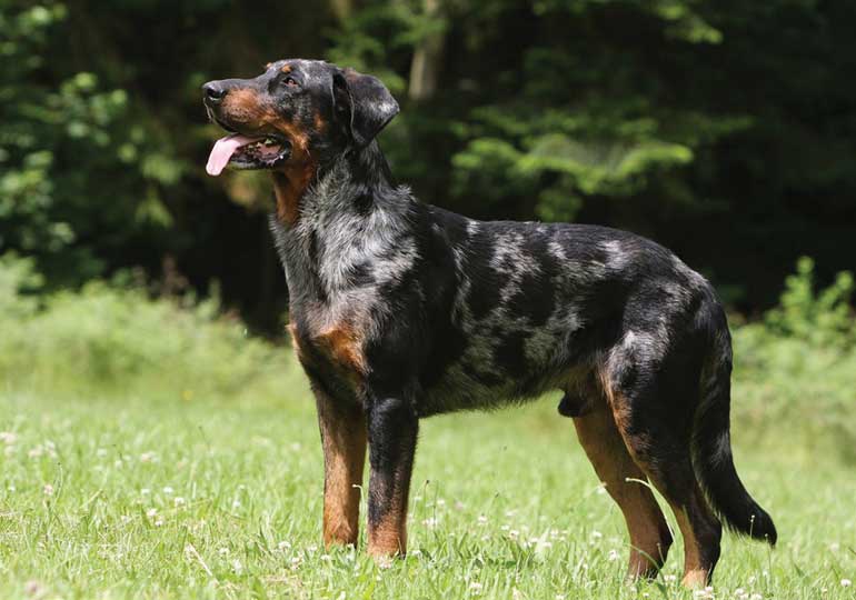 beauceron__berger_de_beauce_